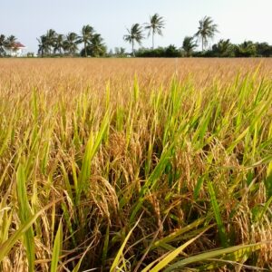 Giá gạo Việt Nam tăng mạnh do nguồn cung khan hiếm