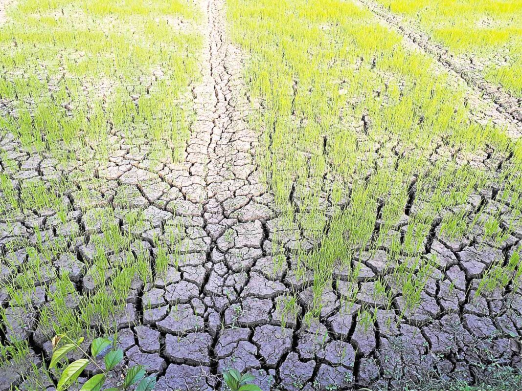 Global Rice Output May Fall By 9 Million Tonnes In 2026 - 2027 Amid El Nino Risks