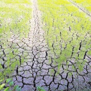 Global Rice Output May Fall By 9 Million Tonnes In 2026 - 2027 Amid El Nino Risks