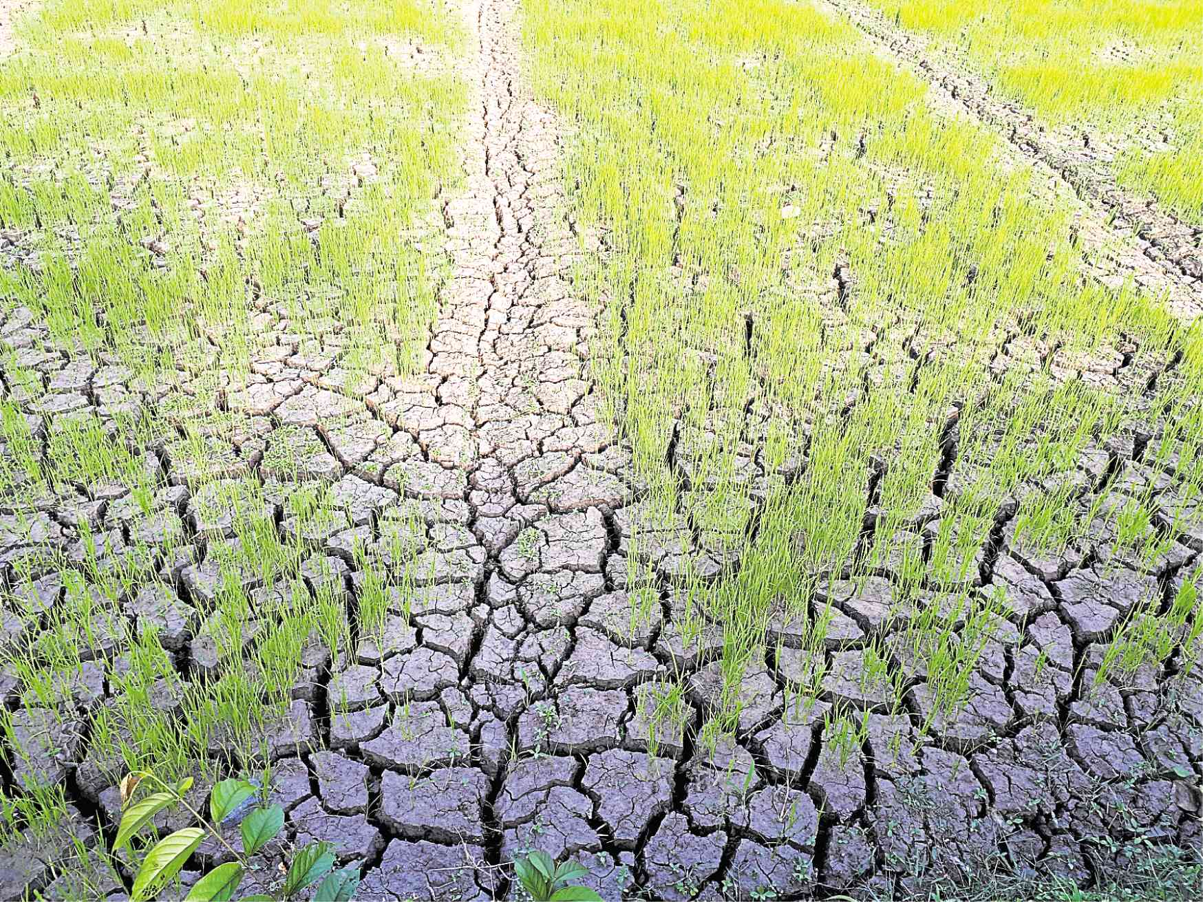 Global Rice Output May Fall By 9 Million Tonnes In 2026 - 2027 Amid El Nino Risks