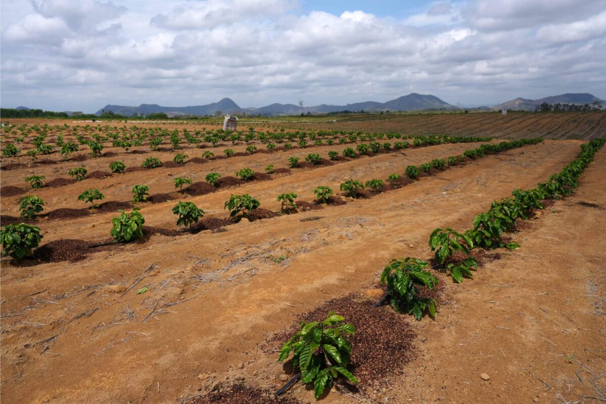 El Niño Threatens Brazil’s Coffee Crop: Can Irrigation Protect a Record Harvest?