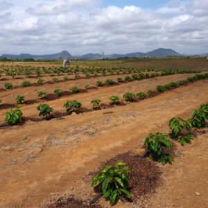 El Niño Threatens Brazil’s Coffee Crop: Can Irrigation Protect a Record Harvest?