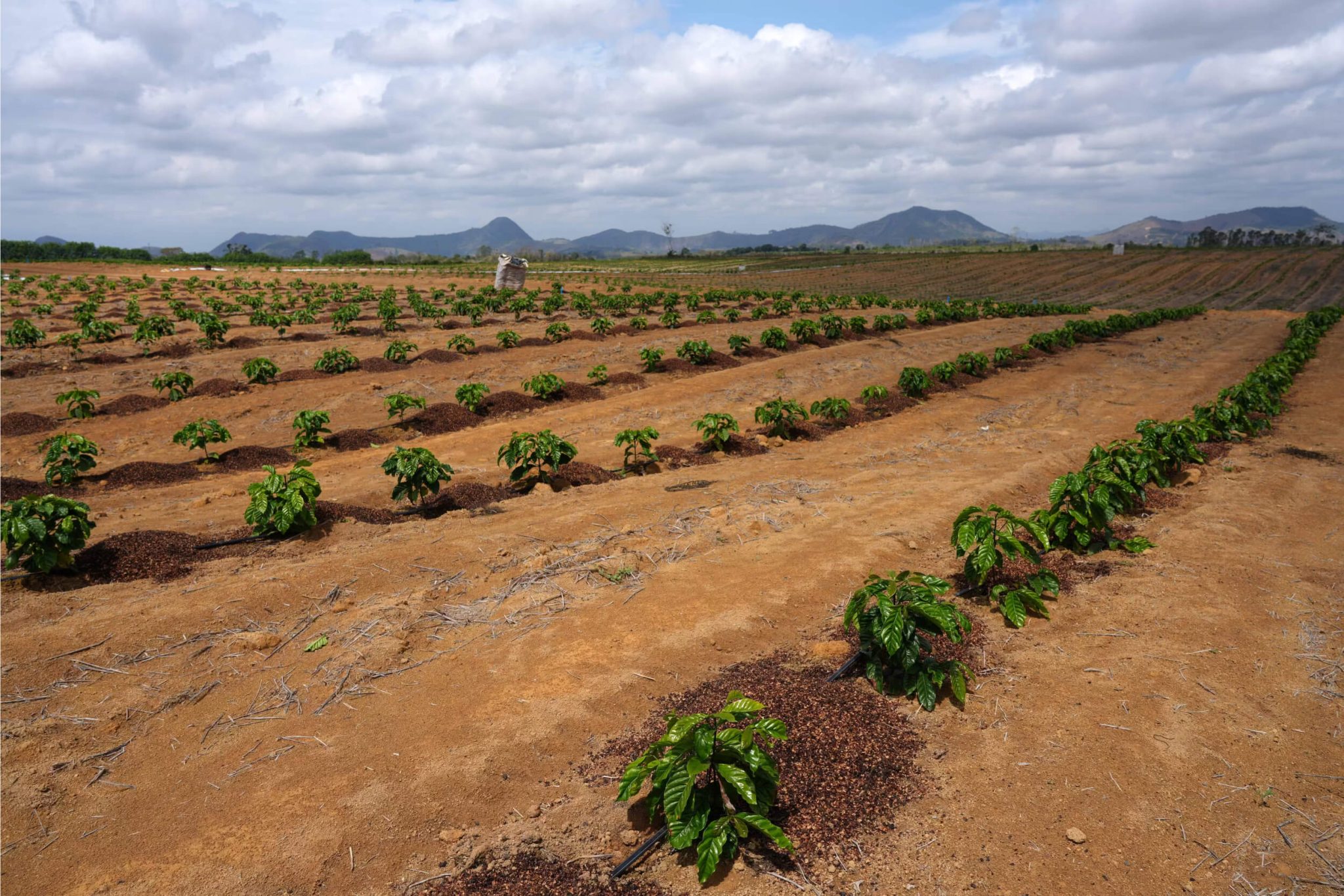 El Niño Threatens Brazil’s Coffee Crop: Can Irrigation Protect a Record Harvest?