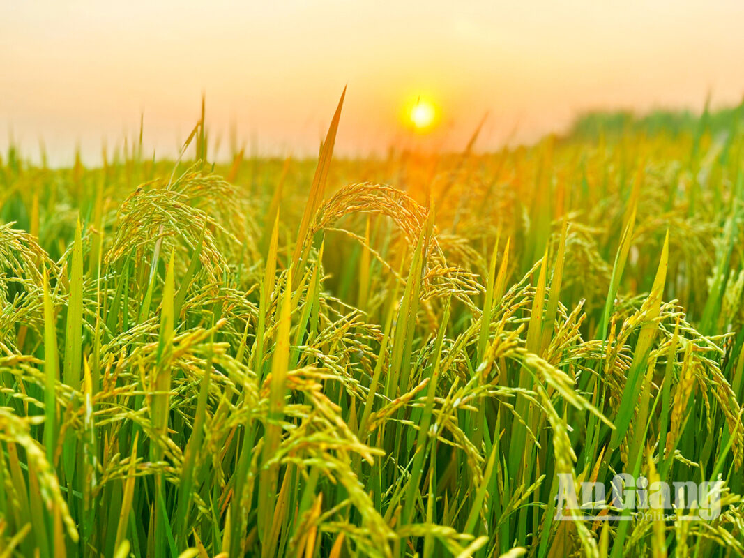Vietnam rice group proposes export price floor to shield farmers, exporters