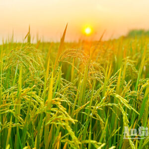 Vietnam rice group proposes export price floor to shield farmers, exporters