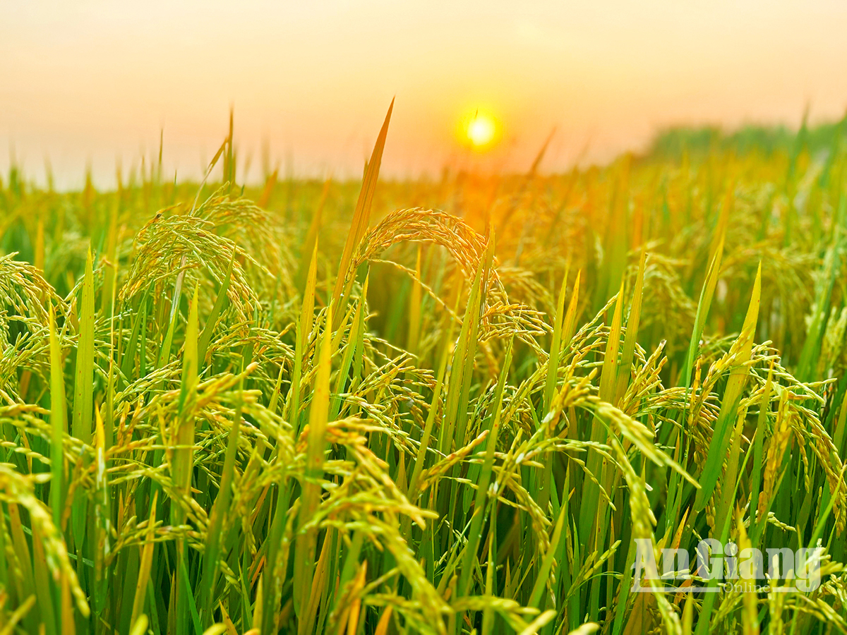 Vietnam rice group proposes export price floor to shield farmers, exporters