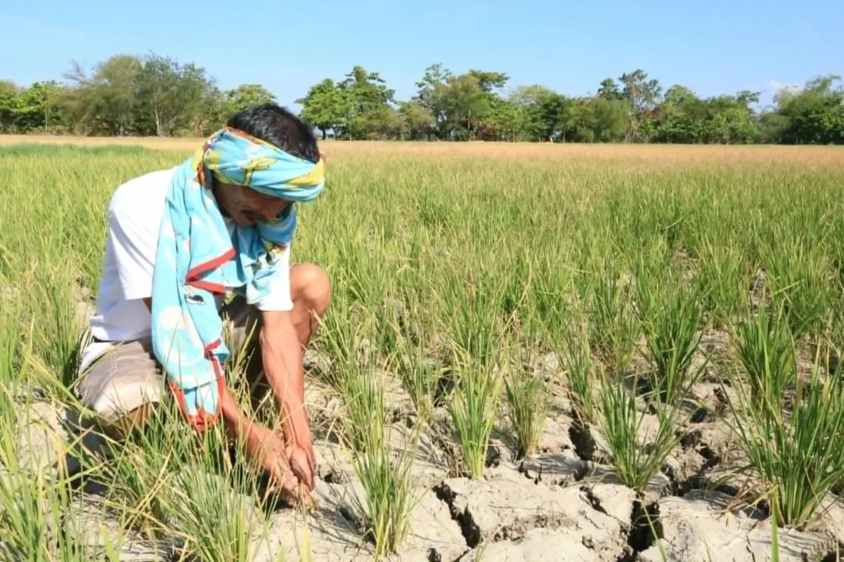 El Niño Impact on Rice Harvest Seen Lessening