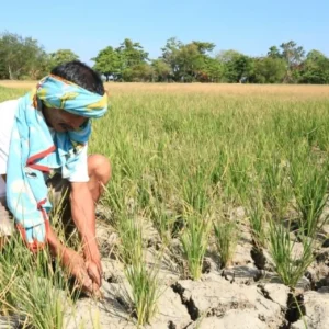 El Niño Impact on Rice Harvest Seen Lessening