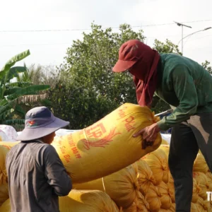 Philippines to Import Record 5 Million Tonnes of Vietnamese Rice Amid Severe El Niño