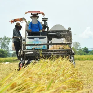Rice Farmers Face Losses as Paddy Prices Drop
