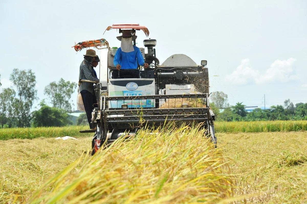 Rice Farmers Face Losses as Paddy Prices Drop