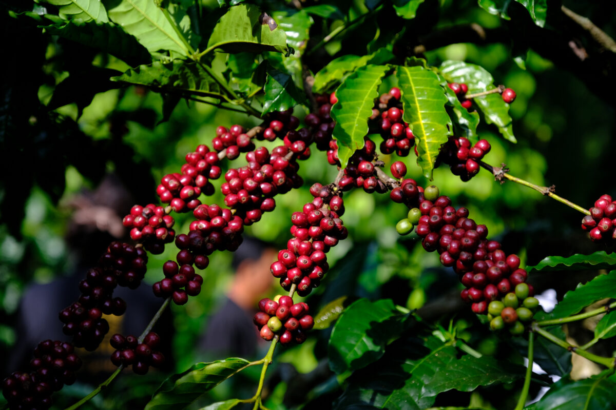 Coffee Exports Reach USD 8.5 Billion, Processed Coffee Segment Posts Impressive Growth
