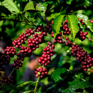 Coffee Exports Reach USD 8.5 Billion, Processed Coffee Segment Posts Impressive Growth